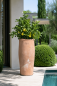 Preview: Vaso Primitivo Alto – Grand pot en terre cuite d’Impruneta